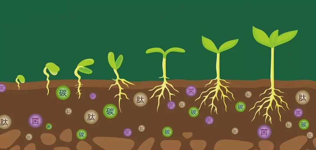 重茬土壤问题高发，究竟要如何改善？