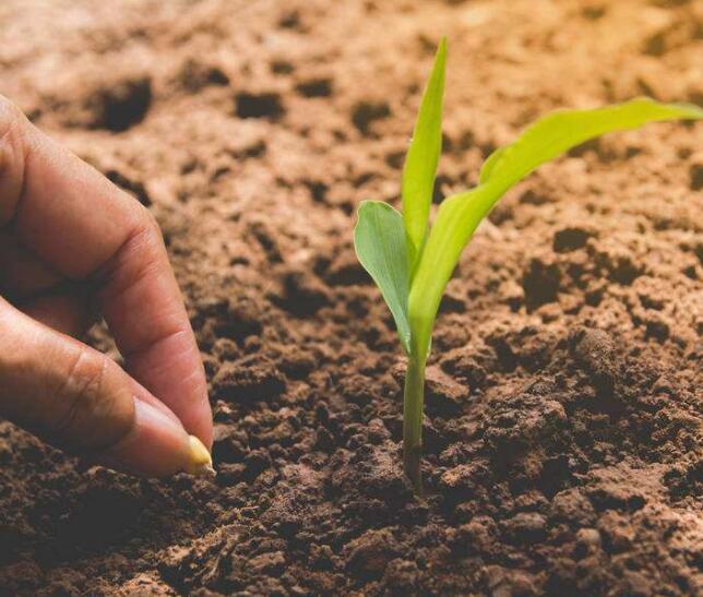 长期过量使用化肥对农业生产带来的影响 