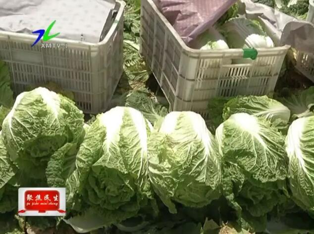 有机肥替代化肥种蔬菜，上市受争抢农民喜增收