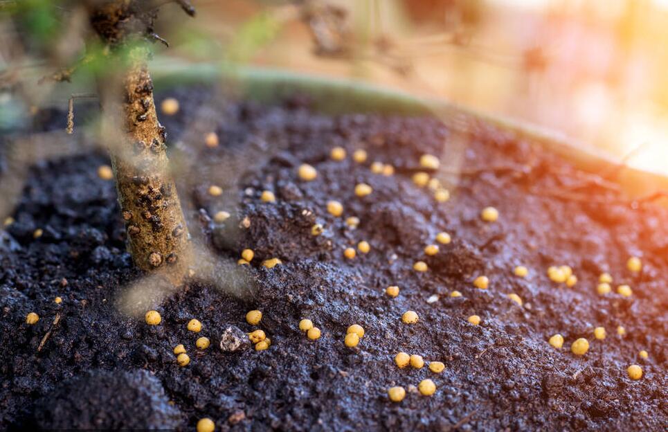 有机肥+无机肥+菌肥，如何搭配最合理？