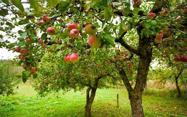 园艺师用40棵树实验证明：苹果树秋施基肥效果明显好！