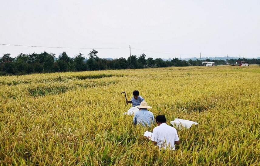 小岗“绿色水稻”获高产，“月笙”碳菌肽素显神功！
