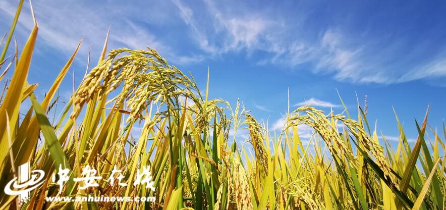 小岗“绿色水稻”获高产，“月笙”碳菌肽素显神功！