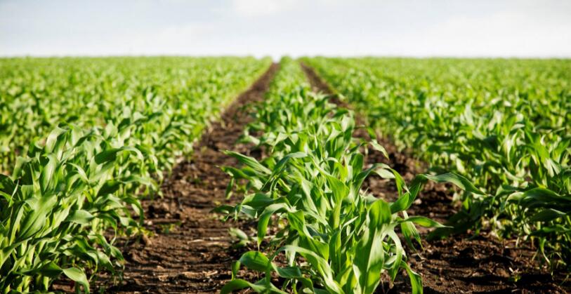 鼓励推广应用商品有机肥，湖州明确补贴标准