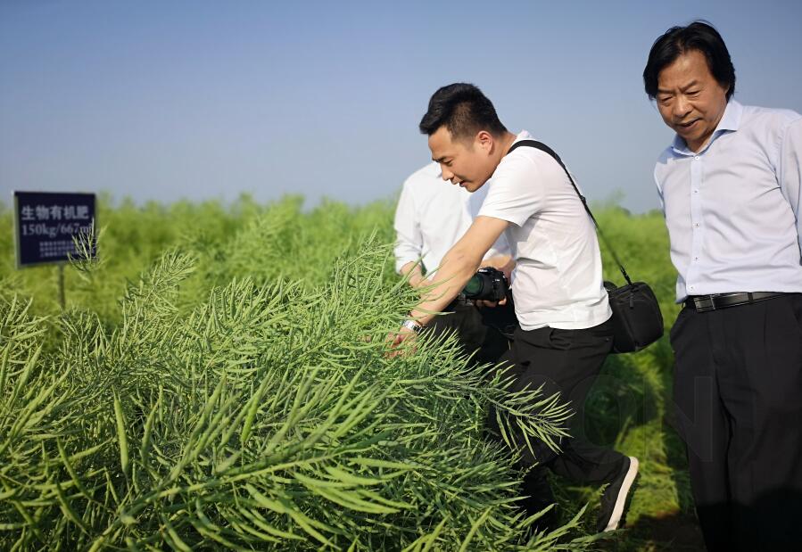 安徽沧州油菜碳菌肽素有机肥示范基地