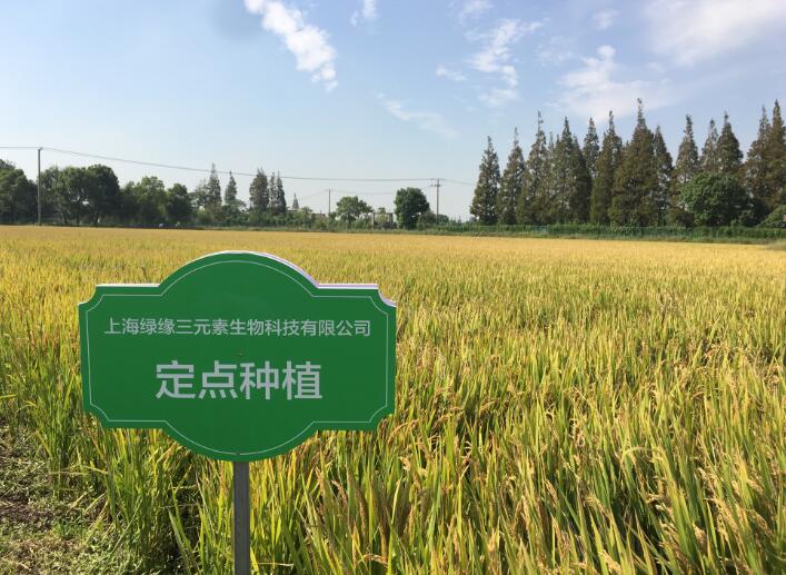 上海奉贤谷满香有机水稻碳菌肽素有机肥示范基地