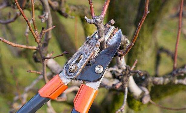 果树修剪过程中普遍存在的问题及应对措施