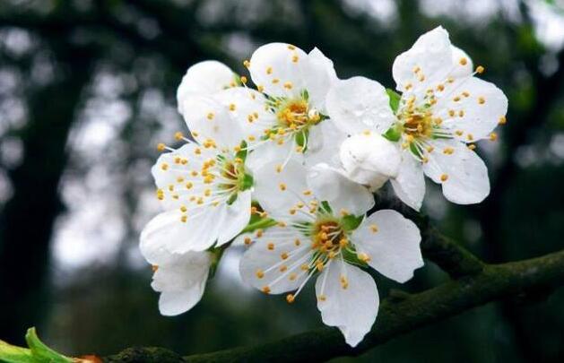 梨树花期能施有机肥吗？为什么