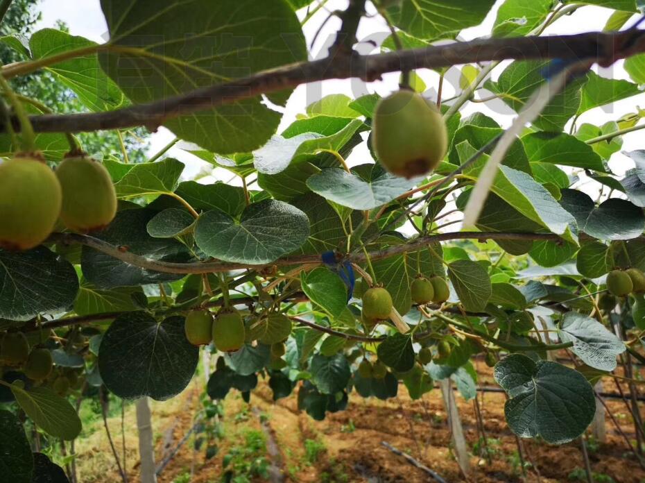 生物有机肥对果树的主要作用是什么？