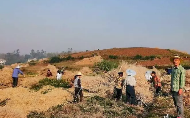 变废为宝,自贡两万吨秸秆变身有机肥