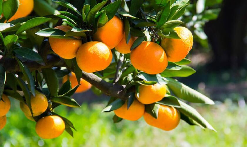 如何能让柑橘更甜？更快甜？