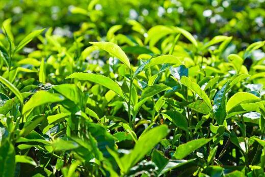 怎样才能种出来无公害茶叶？