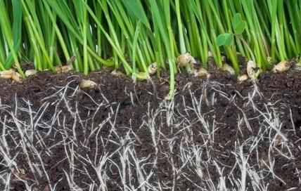 植物根从土壤中吸收水分和营养原理是什么？