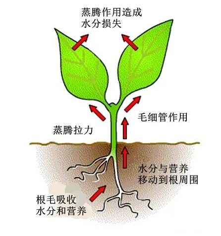 植物根从土壤中吸收水分和营养原理是什么？