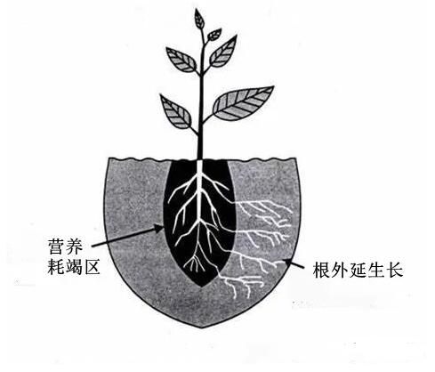 植物根从土壤中吸收水分和营养的基本原理