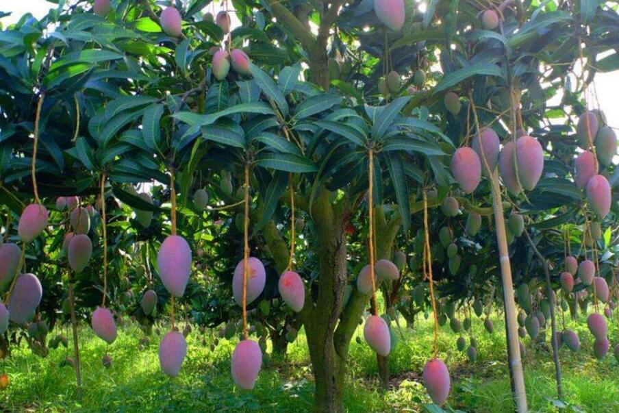 芒果要想产量高，有机肥、化肥不能少！