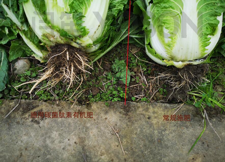 了解土壤有机质，科学施用有机肥