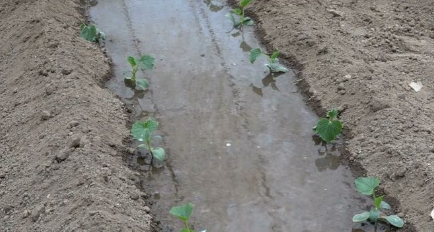 黄瓜大户速点击：定植水的重要性