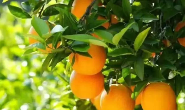  12月柑橘管理技术来了！做好七大点，为来年高产稳产打基础！