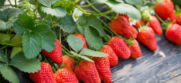 草莓种植肥水管控要注意哪些问题？