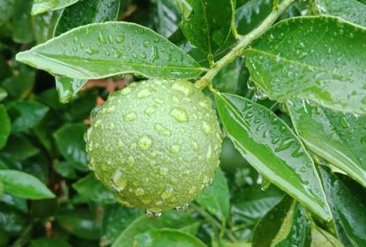 六月降雨，对果树有什么利和弊？