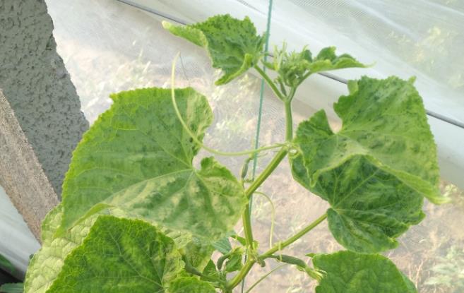 高温高湿情况下，如何做好黄瓜越夏管理？
