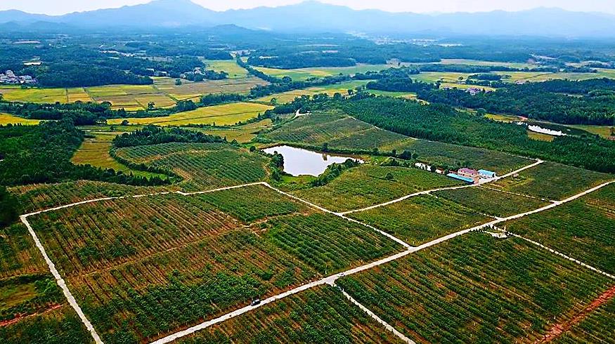 江西奉新新西蓝猕猴桃标准化种植基地，碳菌肽素植物源有机肥示范基地