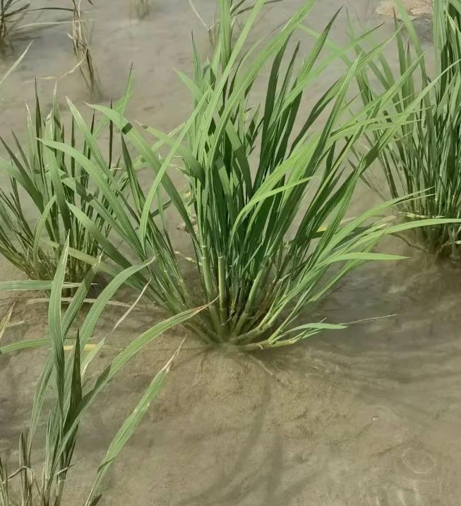 盐碱地水稻栽培及盐碱地直播技术的探讨（上）