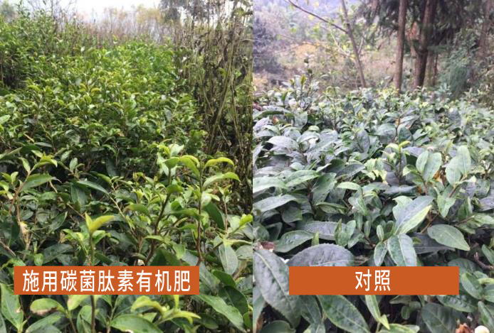 “月笙”碳菌肽素有机肥茶树实验基地展示