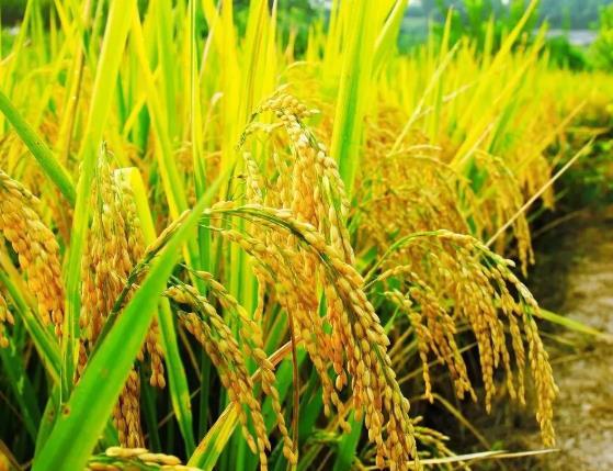 生态有机水稻生产全流程，值得一看