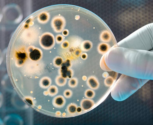 枯草芽孢杆菌对于有机肥有何意义？