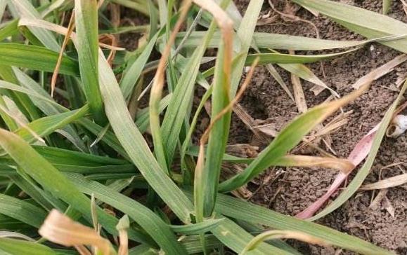 植物源有机肥厂家提醒：小麦叶片发黄是什么原因？要怎么解决才不会减产？