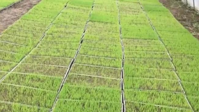 水稻如何培育更优质的机插秧苗？