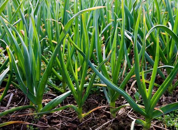 连作对大蒜土壤养分、微生物结构和酶活的影响
