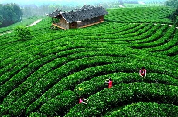 重庆南川实施有机肥替代化肥试点项目，让茶叶吃上“营养餐”