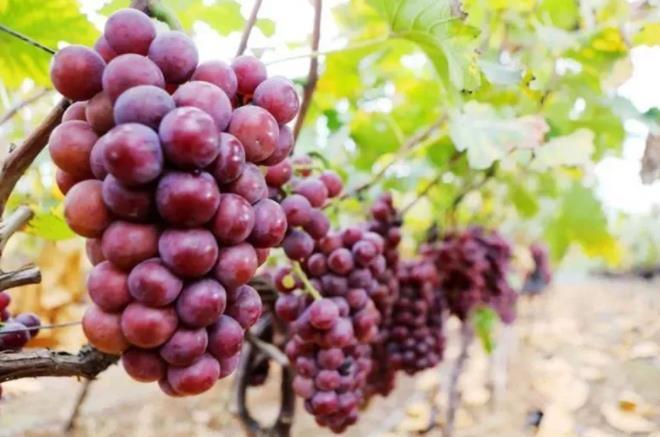 葡萄施肥存在什么问题？如何解决葡萄营养需求？